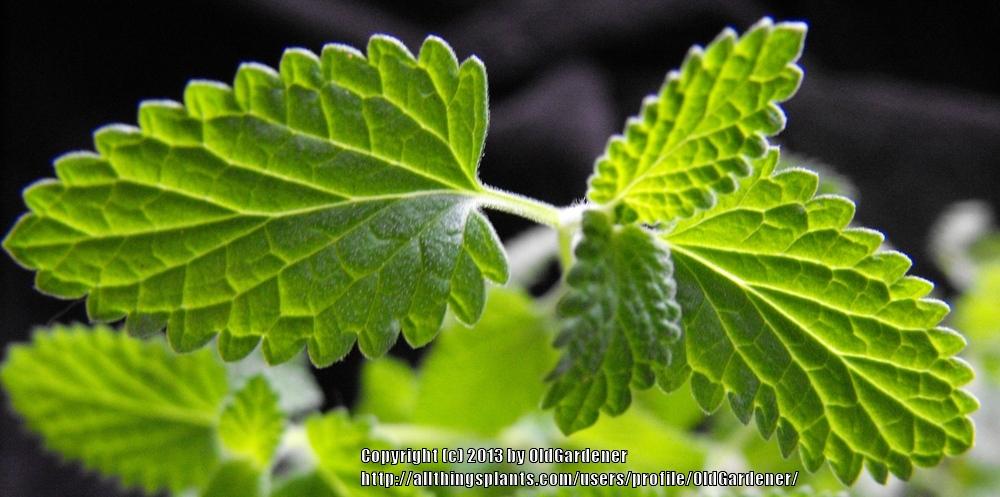 Photo of Catmint (Nepeta x faassenii 'Walker's Low') uploaded by OldGardener