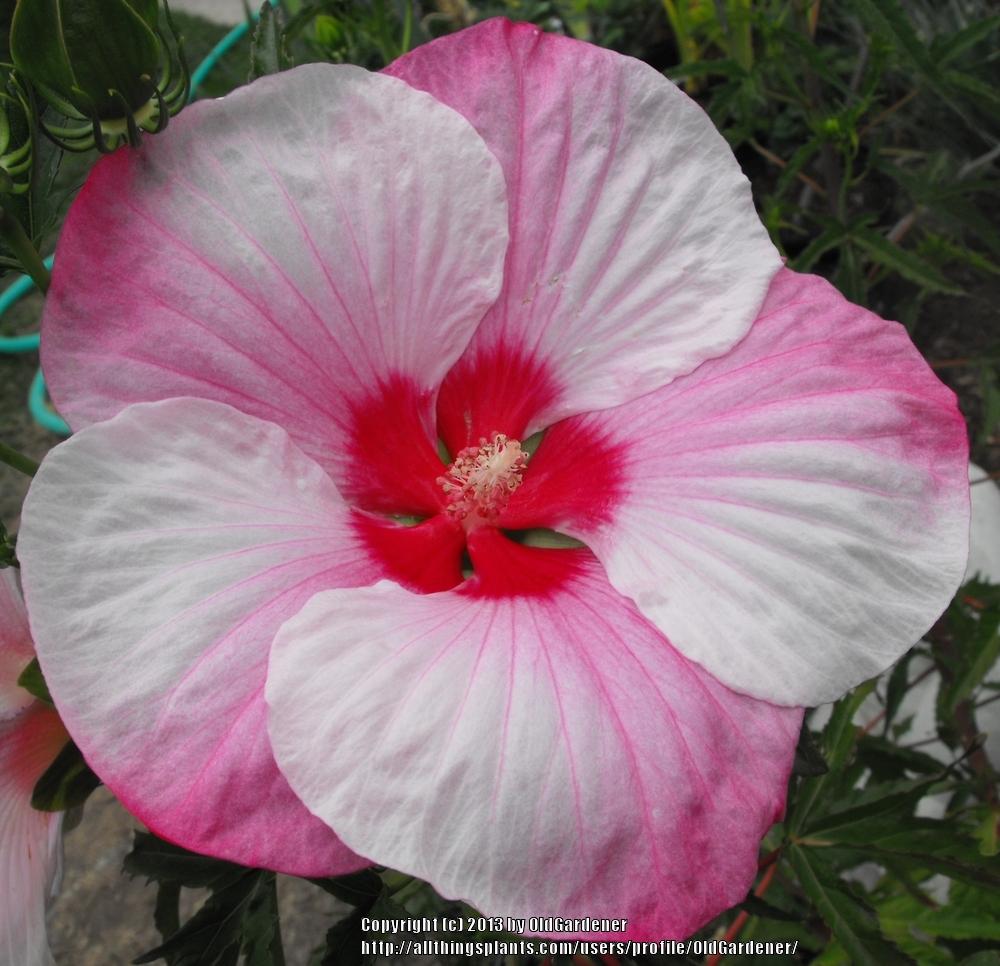 Photo of Hybrid Hardy Hibiscus (Hibiscus 'Turn of the Century') uploaded by OldGardener