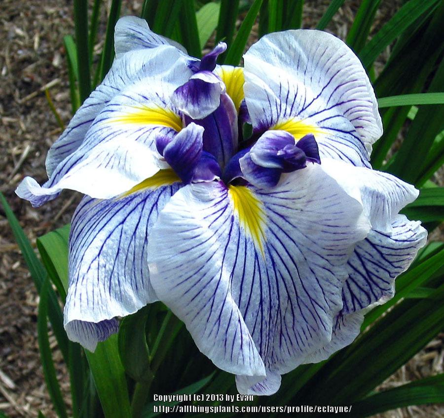 Photo of Japanese Iris (Iris ensata 'Caprician Butterfly') uploaded by eclayne