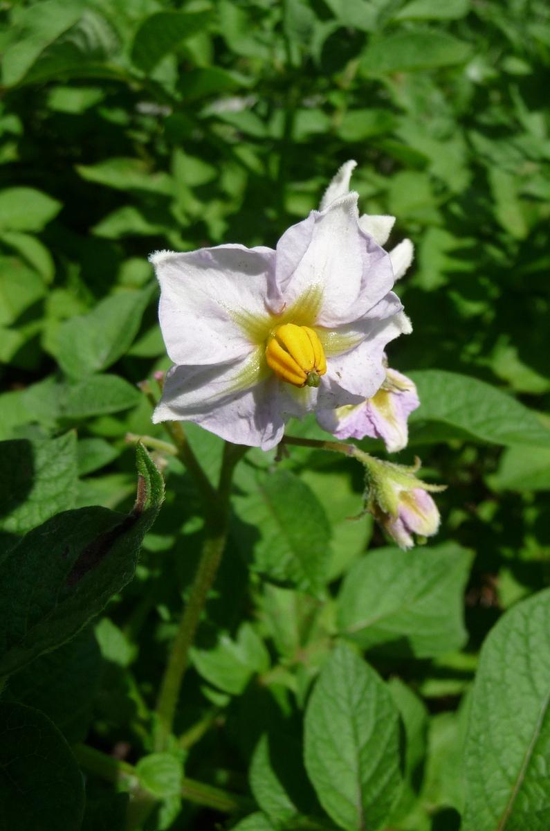 Photo of Potato (Solanum tuberosum 'Red Pontiac') uploaded by gardengus