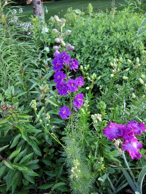 Photo of Delphiniums (Delphinium) uploaded by ge1836