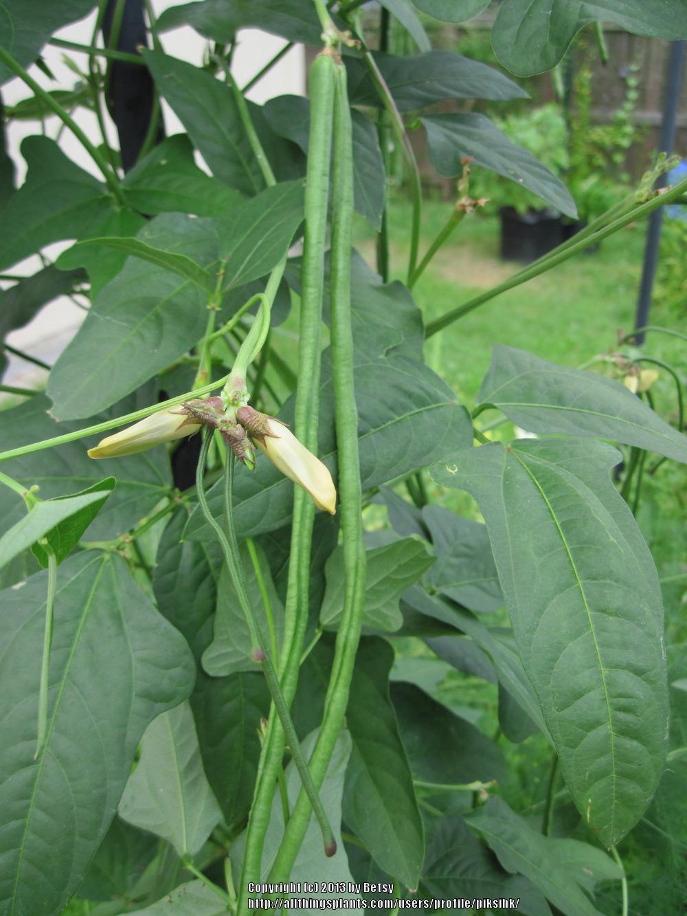 Photo of Yardlong Bean (Vigna unguiculata subsp. sesquipedalis) uploaded by piksihk