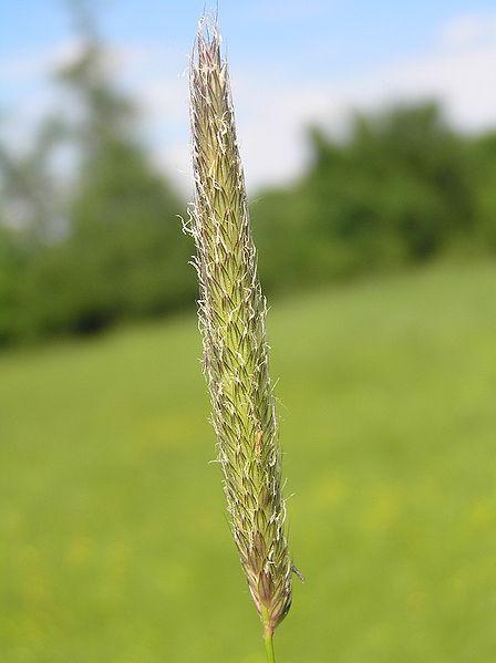 Photo of Meadow Foxtail (Alopecurus pratensis) uploaded by robertduval14