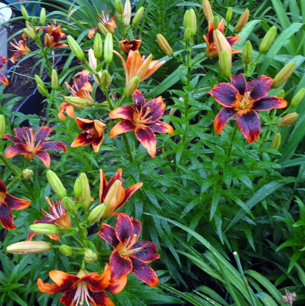 Photo of Asiatic Lily (Lilium 'Forever Susan') uploaded by stilldew