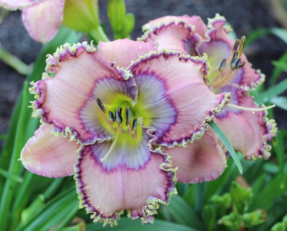 Photo of Daylily (Hemerocallis 'Tides Roll In') uploaded by tink3472
