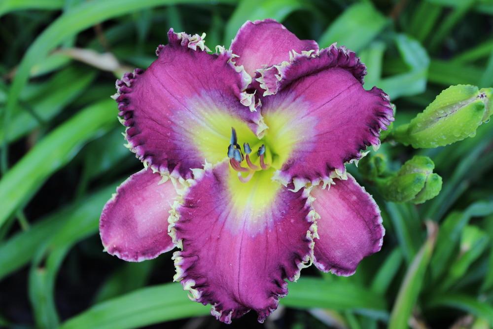 Photo of Daylily (Hemerocallis 'Somewhat Awesome') uploaded by tink3472