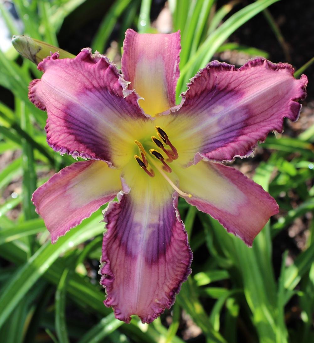 Photo of Daylily (Hemerocallis 'Ripples and Reflections') uploaded by tink3472