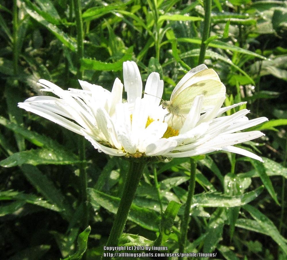 Photo of Shasta Daisies (Leucanthemum x superbum) uploaded by tinpins
