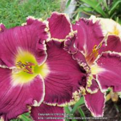 Location: My garden in Southeast Virginia, Zone 8..
Date: 2013-06-21
BLOOM- I love the colors on this one, great bloomer too.