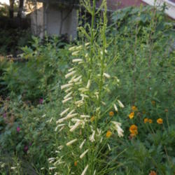 Location: Austin ,TX
Date: 2013-06-17
When the buds all bloom, the stalk will arch toward the ground.  