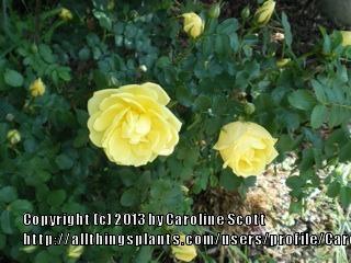 Photo of Species Rose (Rosa foetida f. persiana 'Persian Yellow') uploaded by CarolineScott