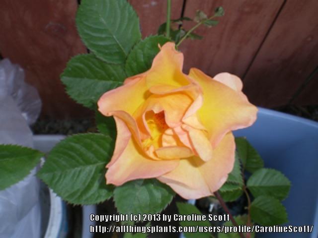 Photo of Rose (Rosa 'Morden Sunrise') uploaded by CarolineScott