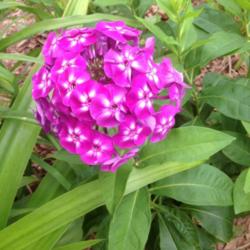 Location: Orangeburg, SC
Date: 2013-06-22
I love this plant
