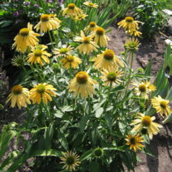 Location: My garden in Northwest Arkansas
Date: 2013-06-21
Cheyenne Spirit in yellow