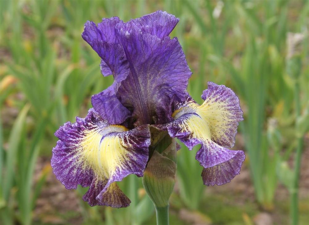 Photo of Tall Bearded Iris (Iris 'Foolish Dreamer') uploaded by KentPfeiffer
