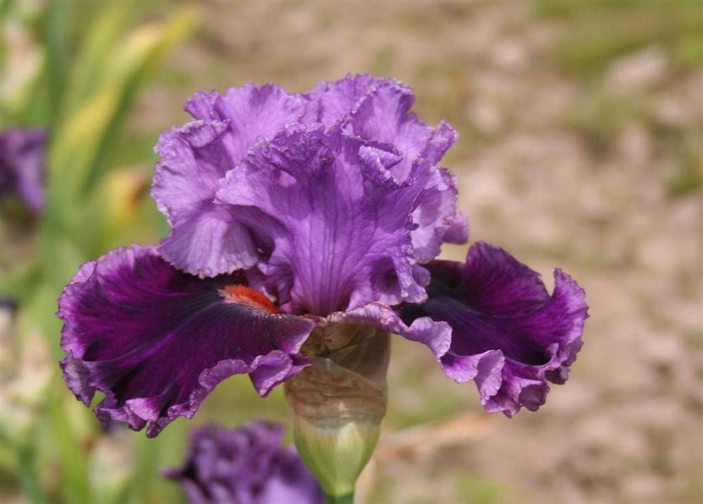 Photo of Tall Bearded Iris (Iris 'Another Woman') uploaded by KentPfeiffer