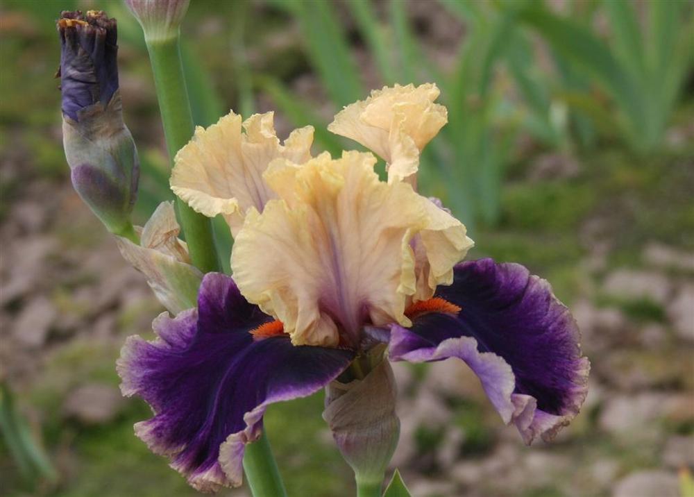 Photo of Tall Bearded Iris (Iris 'Hollywood Lights') uploaded by KentPfeiffer