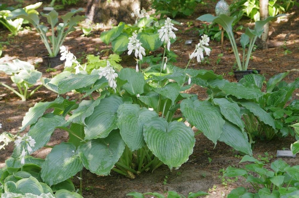 Photo of Hosta 'Queen of the Seas' uploaded by Rose1656