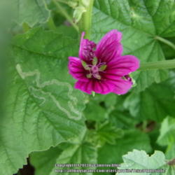 Location: Plano, TX
Date: 2013-06-24
Dark pink/purple bloom