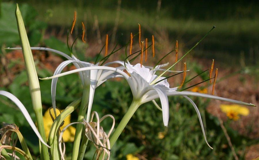 Photo of Spider Lily (Hymenocallis caribaea 'Tropical Giant') uploaded by dave