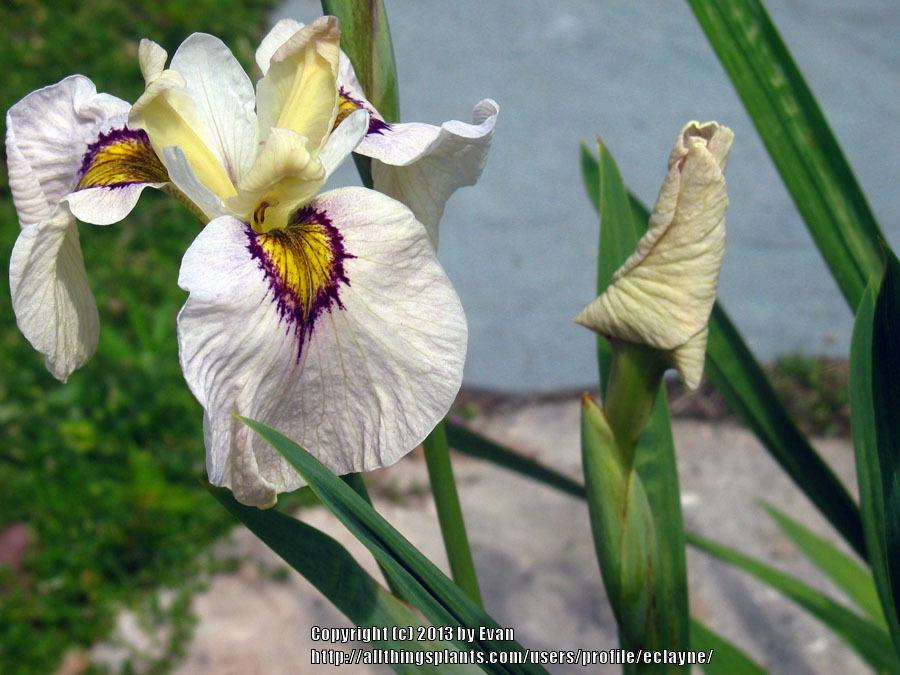 Photo of Species X Iris (Iris 'Okagami') uploaded by eclayne