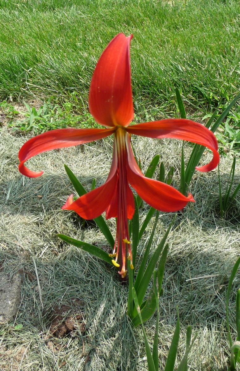 Photo of Aztec Lily (Sprekelia formosissima) uploaded by gardengus