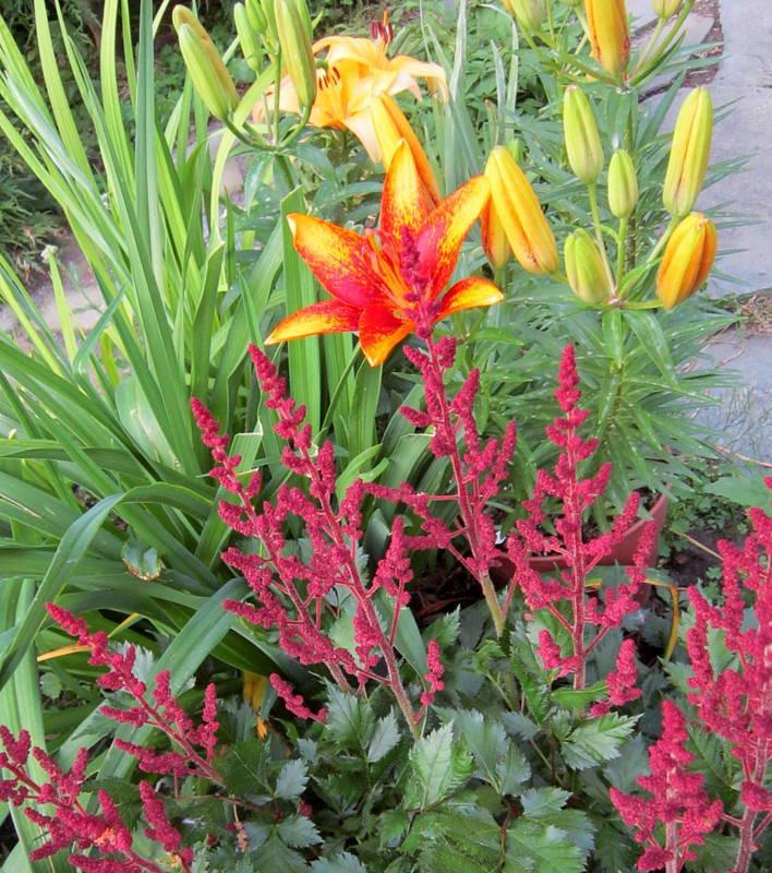 Photo of Lily (Lilium Lily Looks™ Tiny Orange Sensation) uploaded by ge1836