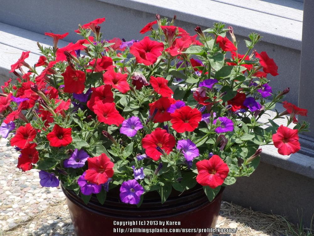 Photo of Multiflora Spreading/Trailing Petunia (Petunia Easy Wave® Red) uploaded by kqcrna