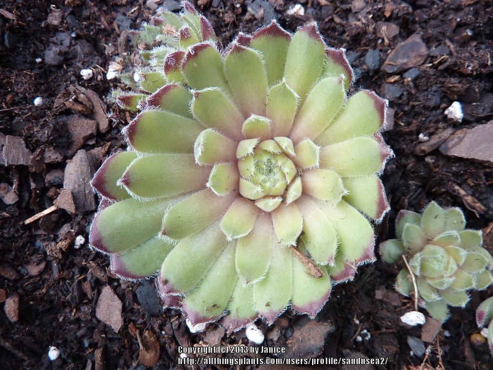 Photo of Hen and chicks (Sempervivum 'Quintessence') uploaded by sandnsea2