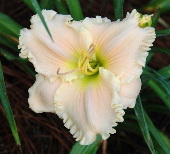 Photo of Daylily (Hemerocallis 'Divinely Blessed') uploaded by shive1