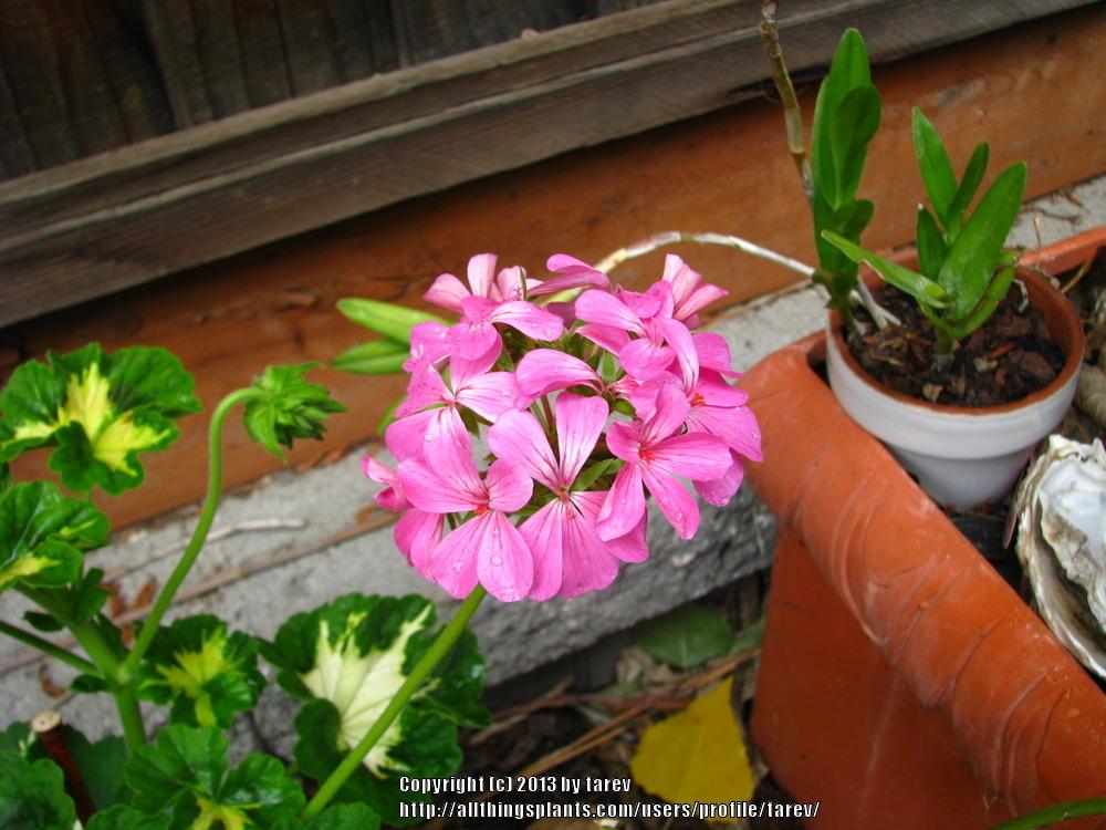Photo of Zonal Geranium (Pelargonium x hortorum 'Pink Happy Thought') uploaded by tarev