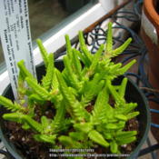A new crassula in our collection