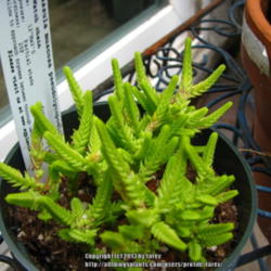 Location: At our garden - San Joaquin County, CA
Date: 2013-06-23
A new crassula in our collection