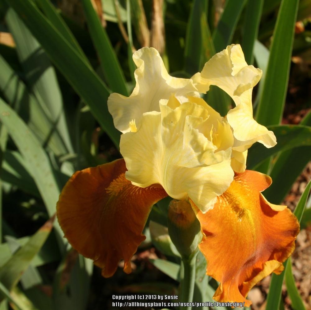 Photo of Tall Bearded Iris (Iris 'Fall Fiesta') uploaded by 4susiesjoy