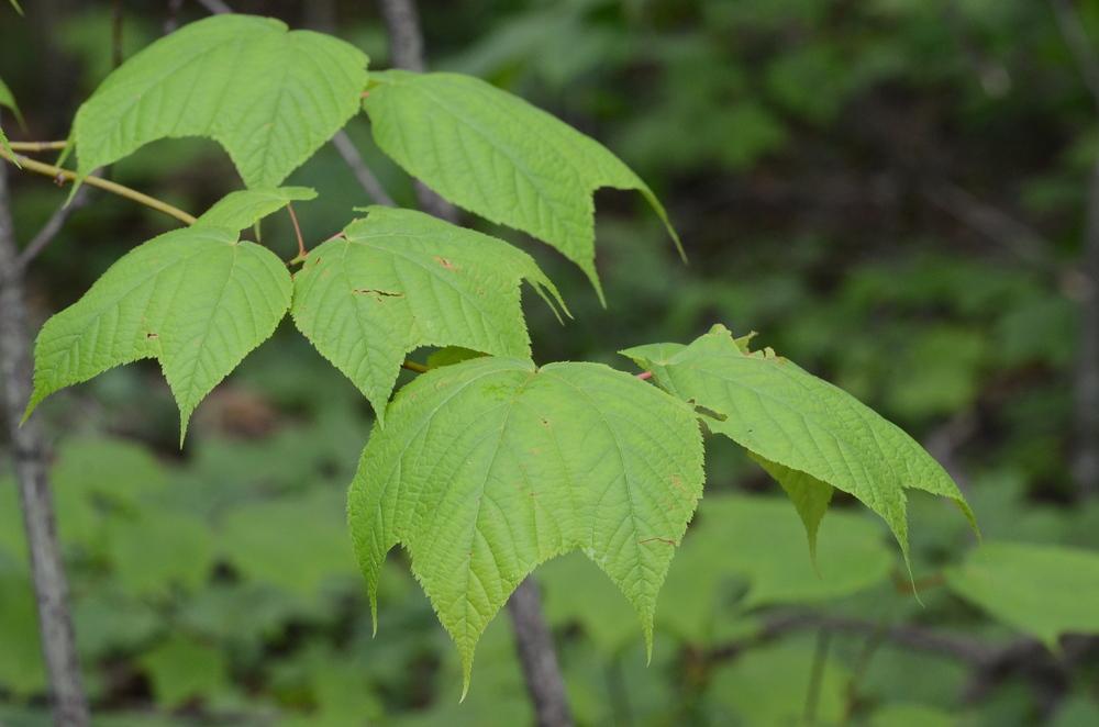 Photo of Striped Maple (Acer pensylvanicum) uploaded by Anne
