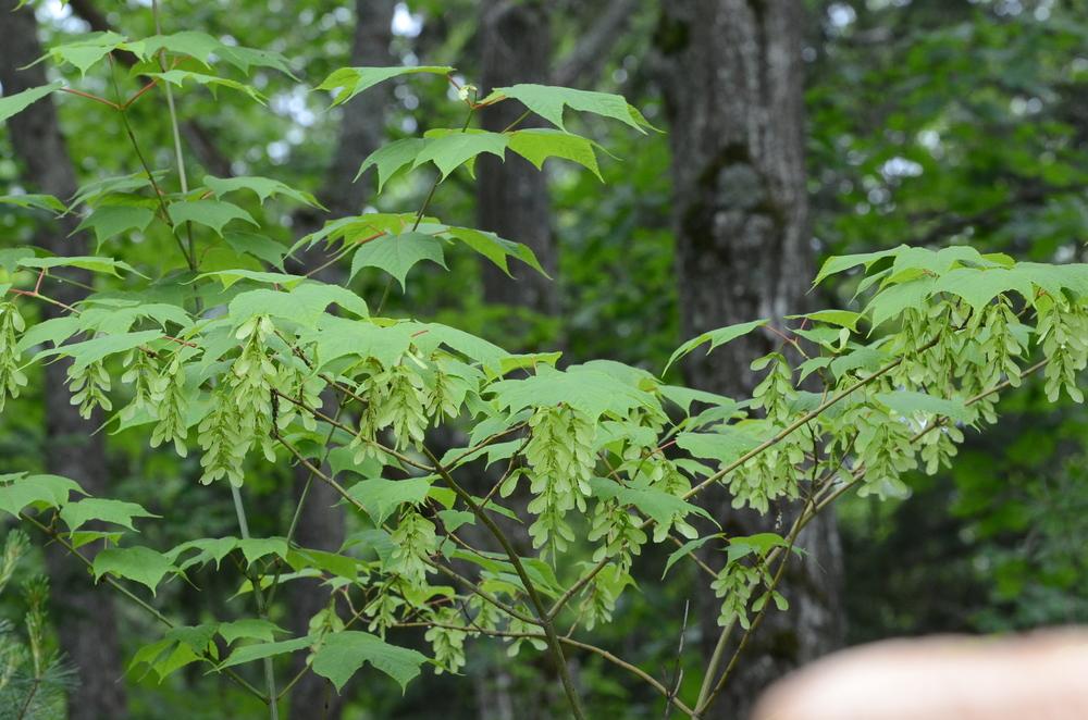 Photo of Striped Maple (Acer pensylvanicum) uploaded by Anne