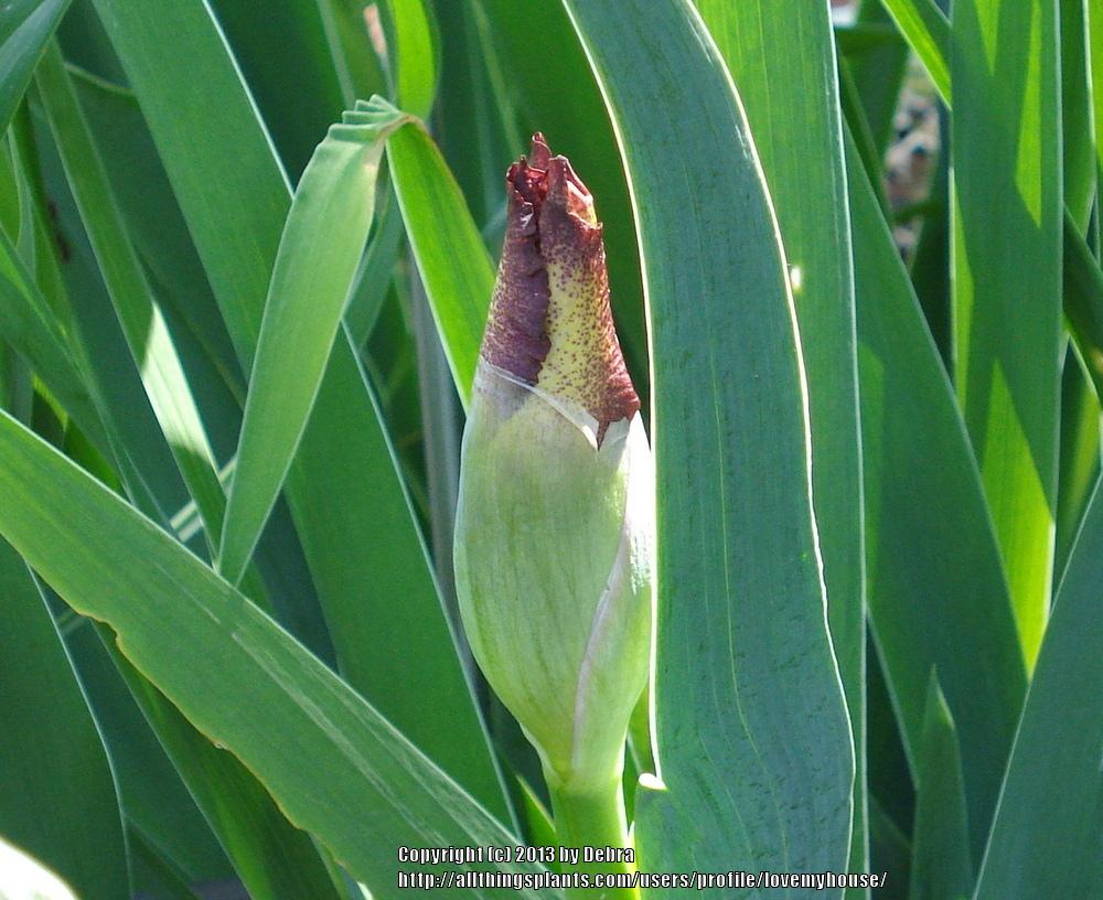 Photo of Tall Bearded Iris (Iris 'Cinnamon Girl') uploaded by lovemyhouse