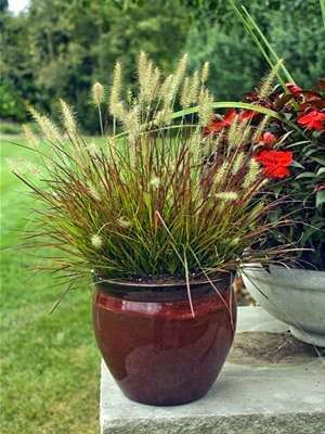 Photo of Fountain Grass (Cenchrus alopecuroides 'Burgundy Bunny') uploaded by robertduval14
