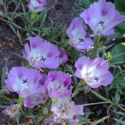 Location: In my Northern California garden
Date: 2013-06-20