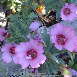 Location: In my Northern California garden
Date: 2013-06-20