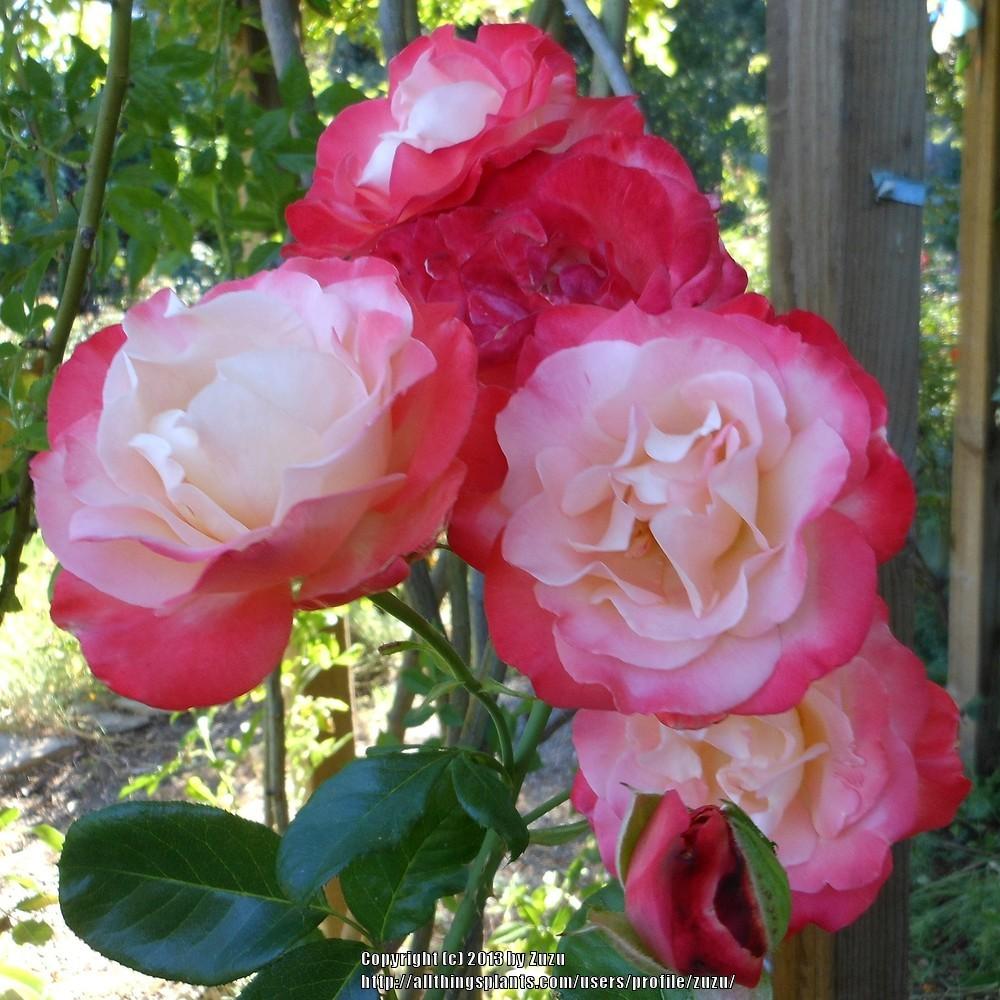 Photo of Rose (Rosa 'Sheer Magic') uploaded by zuzu