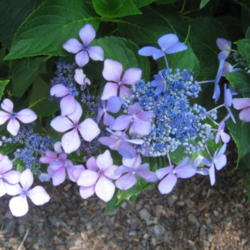 Location: Kannapolis, NC
Date: 2013-06-26
I have both blue and lilac colored blooms on this plant!