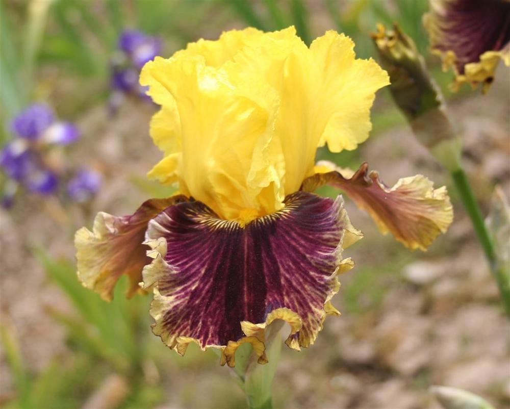 Photo of Tall Bearded Iris (Iris 'Treasure Trader') uploaded by KentPfeiffer