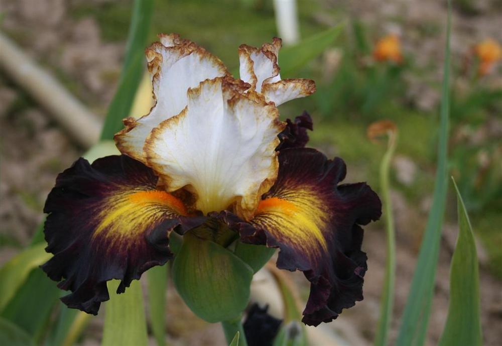 Photo of Tall Bearded Iris (Iris 'Superhero') uploaded by KentPfeiffer