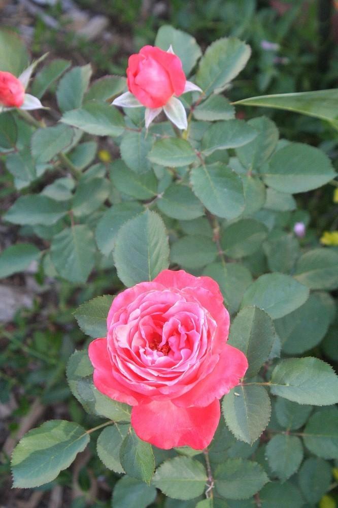 Photo of Rose (Rosa 'Aromatherapy') uploaded by Skiekitty