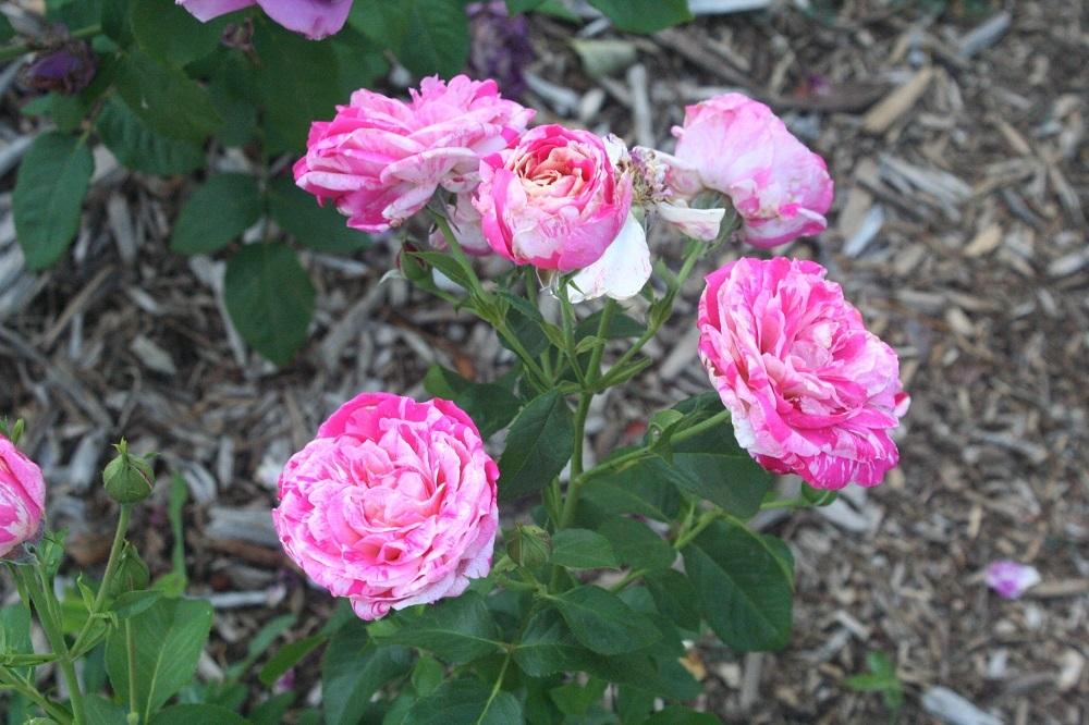 Photo of Rose (Rosa 'Perfume Tiger') uploaded by Skiekitty