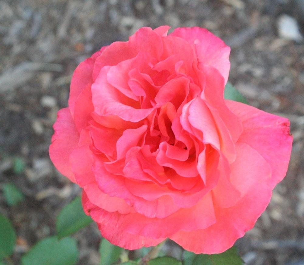 Photo of Rose (Rosa 'Sundowner') uploaded by Skiekitty