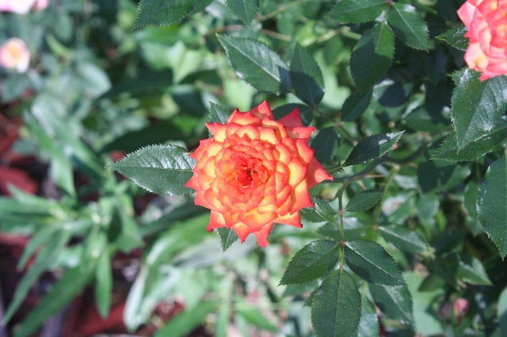 Photo of Rose (Rosa 'Ring of Fire') uploaded by Skiekitty
