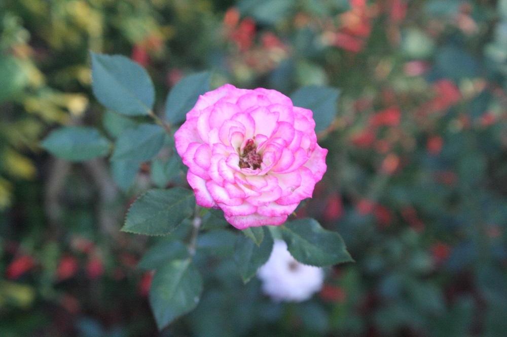 Photo of Rose (Rosa 'Rosy Dawn') uploaded by Skiekitty