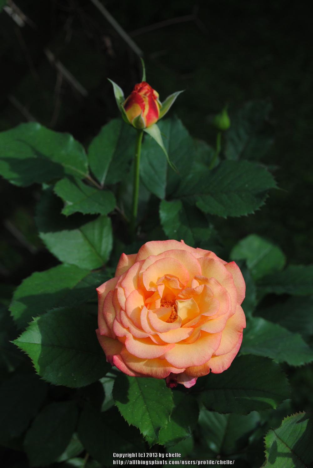 Photo of Rose (Rosa 'Dream Come True') uploaded by chelle